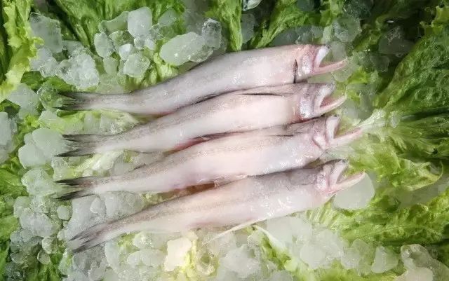 龍頭魚的圖片