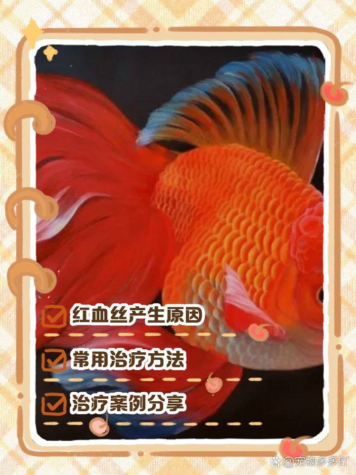 金魚尾鰭上有血絲 金魚尾鰭上有血絲 龍魚百科 第5張