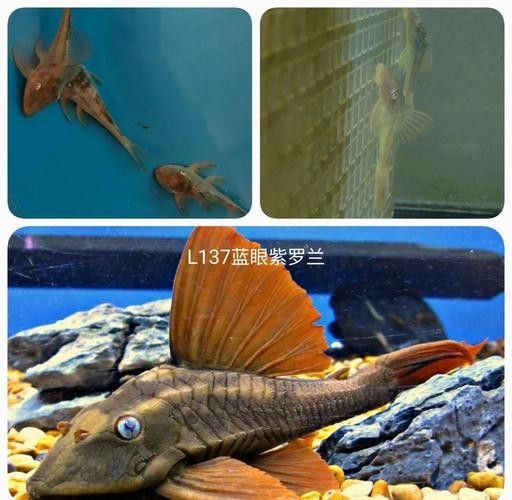 紫羅蘭龍魚是什么品種圖片