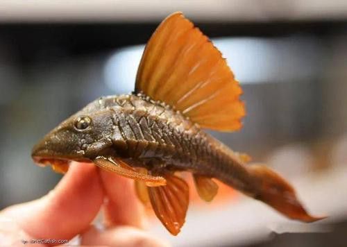 紫羅蘭龍魚是什么品種圖片