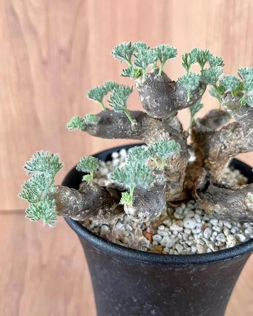 紫羅蘭龍魚是什么品種圖片