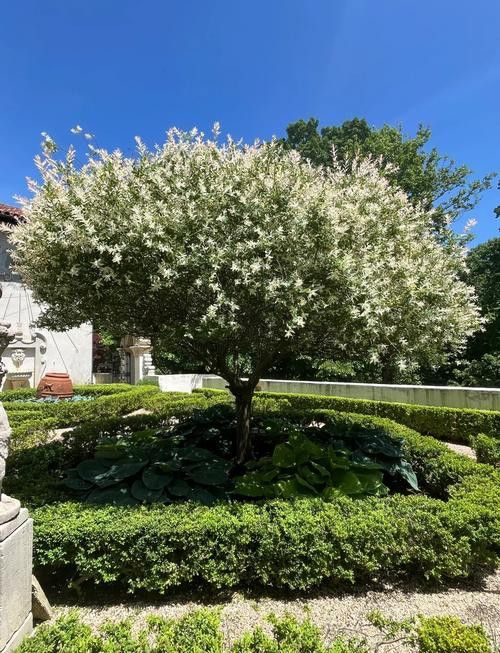 紫羅蘭龍魚是什么品種圖片