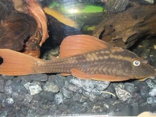 紫羅蘭龍魚是什么品種圖片