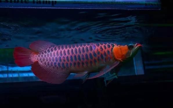 龍魚的鱗片有用嗎：關(guān)于龍魚鱗片的一些詳細(xì)作用 龍魚的鱗片有用嗎：關(guān)于龍魚鱗片的一些詳細(xì)作用 龍魚百科 第4張