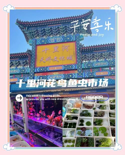 北京哪里有賣龍魚的地方呀 龍魚百科 第4張 北京哪里有賣龍魚的地方呀 北京哪里有賣龍魚的地方呀 龍魚百科 第4張