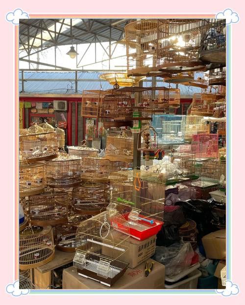 北京哪里有賣龍魚的地方呀 龍魚百科 第8張 北京哪里有賣龍魚的地方呀 北京哪里有賣龍魚的地方呀 龍魚百科 第8張