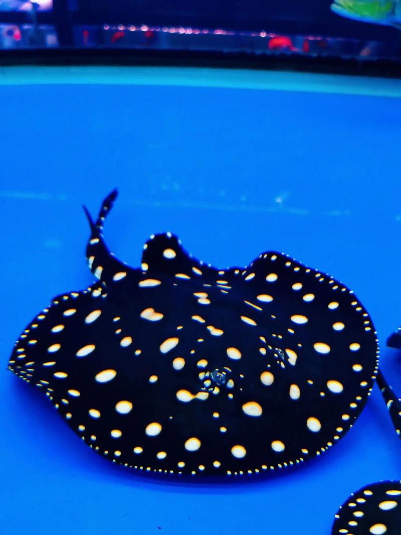 北京哪里有賣龍魚的地方呀 龍魚百科 第7張 北京哪里有賣龍魚的地方呀 北京哪里有賣龍魚的地方呀 龍魚百科 第7張