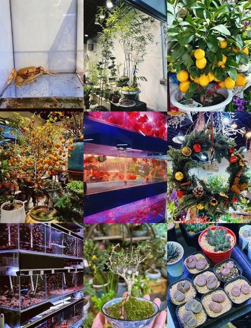 北京哪里有賣龍魚的地方呀 龍魚百科 第5張 北京哪里有賣龍魚的地方呀 北京哪里有賣龍魚的地方呀 龍魚百科 第5張