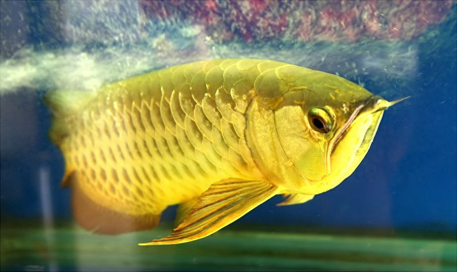 48萬金龍魚（5月23日大宗交易合計成交740.48萬元）