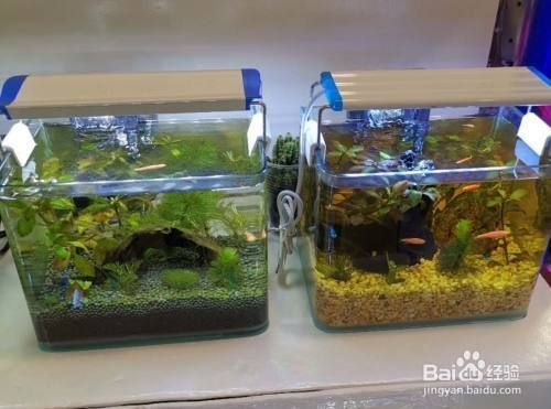 魚缸水發白發霧怎么解決，如何快速建立硝化系統？魚缸蛋白蟲的自然防治方法 魚缸水發白發霧怎么解決，如何快速建立硝化系統？魚缸蛋白蟲的自然防治方法 龍魚百科 第5張