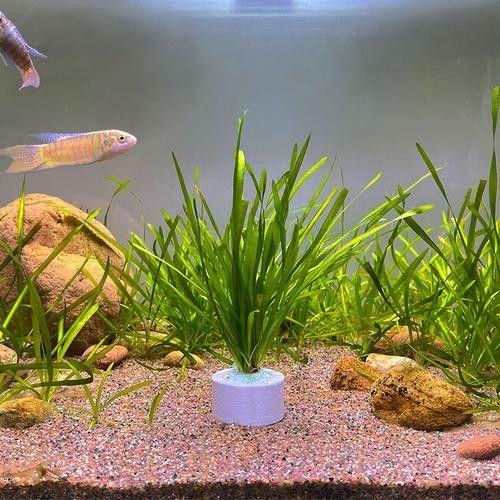 龍魚缸造景圖片高清 龍魚缸造景圖片高清 龍魚百科 第30張