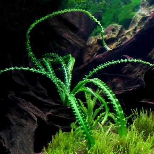 龍魚缸造景圖片高清 龍魚缸造景圖片高清 龍魚百科 第28張