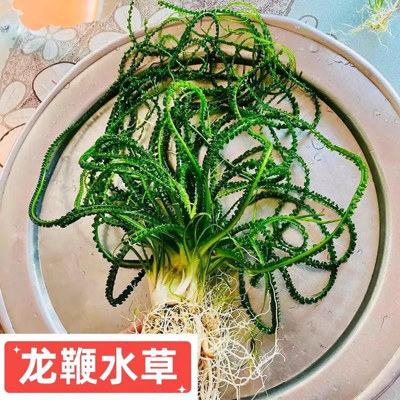 龍魚缸造景圖片高清 龍魚缸造景圖片高清 龍魚百科 第29張