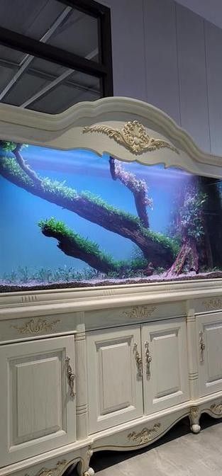 龍魚缸造景圖片高清 龍魚缸造景圖片高清 龍魚百科 第20張