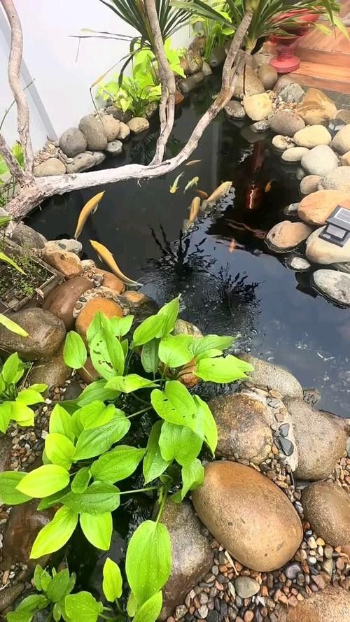 龍魚缸造景圖片高清 龍魚缸造景圖片高清 龍魚百科 第21張