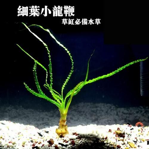 龍魚缸造景圖片高清 龍魚缸造景圖片高清 龍魚百科 第39張