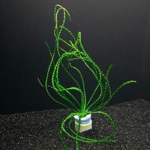 龍魚缸造景圖片高清 龍魚缸造景圖片高清 龍魚百科 第37張