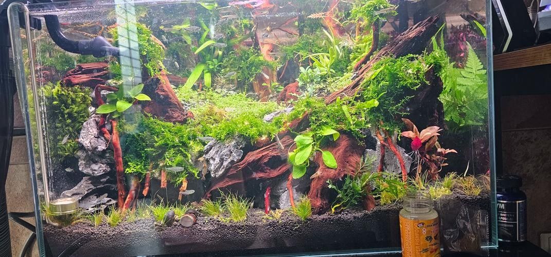 龍魚缸造景圖片高清 龍魚缸造景圖片高清 龍魚百科 第33張