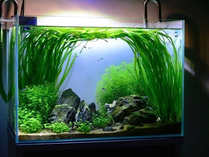 龍魚缸造景圖片高清 龍魚缸造景圖片高清 龍魚百科 第32張