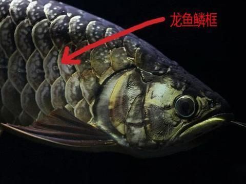 龍魚的作用：金龍魚鎖框的歷史與寓意-龍魚鎖框是什么意思