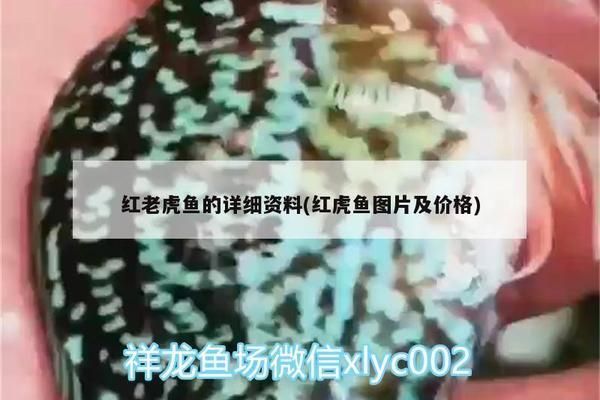 紅老虎魚人工飼料品牌推薦：紅老虎魚人工飼料選擇