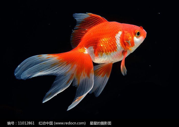 金魚可以和龍魚一起養嗎：金龍魚可以和龍魚一起養嗎？