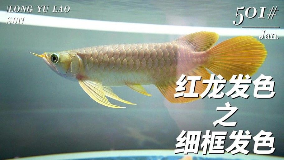 紅龍魚品牌等級分類圖片及價格大全