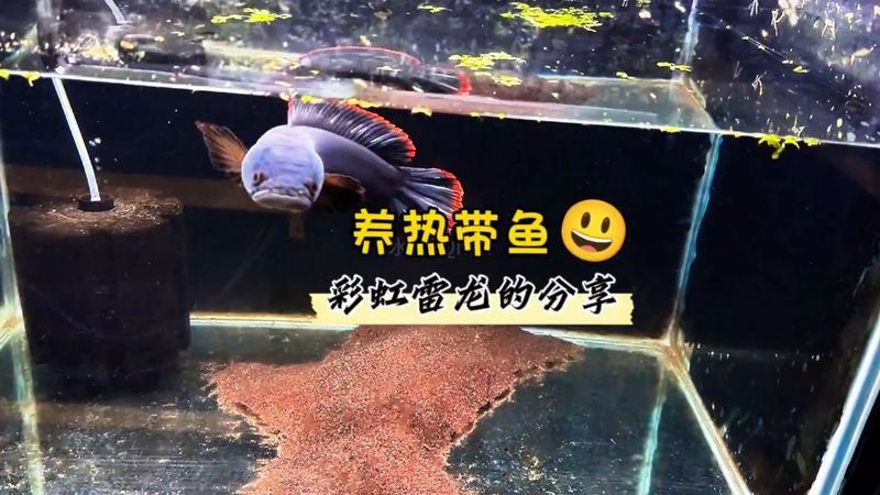 如何判斷彩虹雷龍魚是否吃飽？