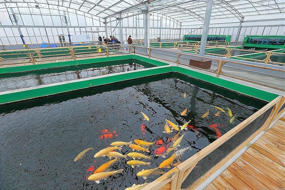 如何判斷彩虹雷龍魚是否吃飽？