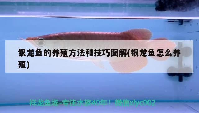 銀龍魚(yú)苗水質(zhì)監(jiān)測(cè)方法：銀龍魚(yú)苗養(yǎng)殖水質(zhì)監(jiān)測(cè)方法