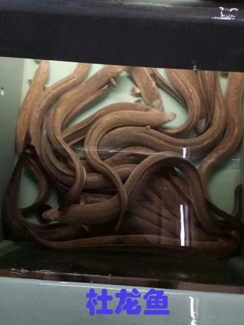 杜龍魚是海魚嗎圖片
