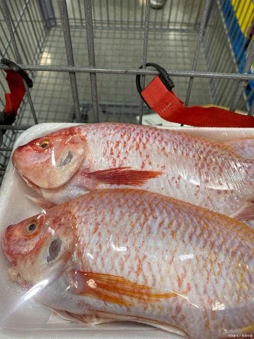 杜龍魚是海魚嗎圖片