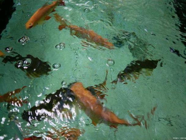 杜龍魚是海魚嗎圖片