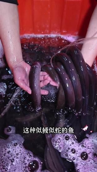 杜龍魚是海魚嗎圖片