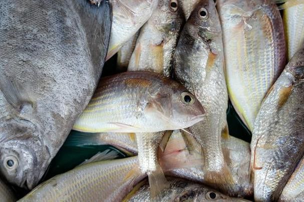 杜龍魚是海魚嗎圖片