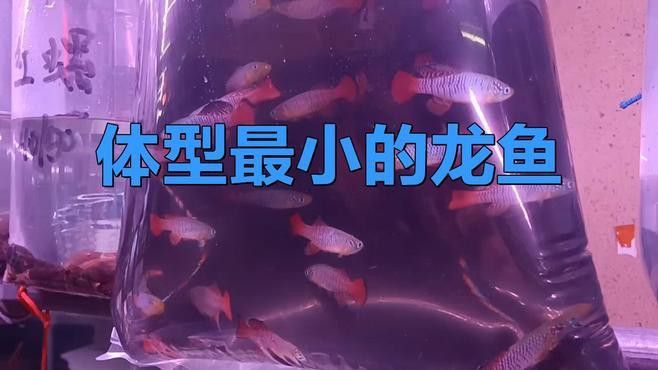 小龍魚多少錢一條 小龍魚多少錢一條 龍魚百科 第1張