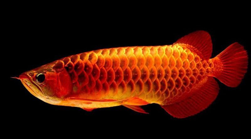 小龍魚多少錢一條 小龍魚多少錢一條 龍魚百科 第16張