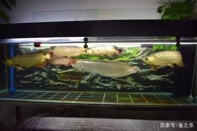 龍魚吃的蝦頭怎樣剪，龍魚蝦頭怎樣剪：龍魚吃的蝦頭怎樣剪，