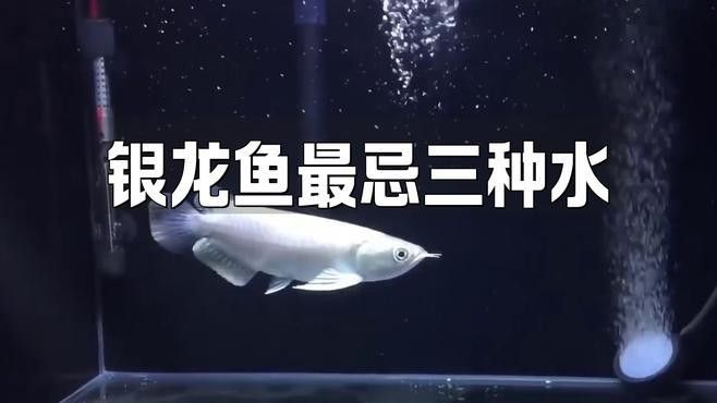 新手養銀龍魚怎么養水質好