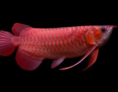 金龍魚用什么色的燈好？，金龍魚最適合的燈光顏色是白色系列的燈光顏色對體色影響