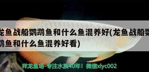 龍魚戰船鸚鵡魚和什么魚混養好：龍魚戰船鸚鵡魚的混養