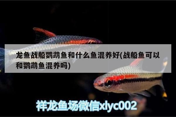 龍魚戰船鸚鵡魚和什么魚混養好：龍魚戰船鸚鵡魚的混養