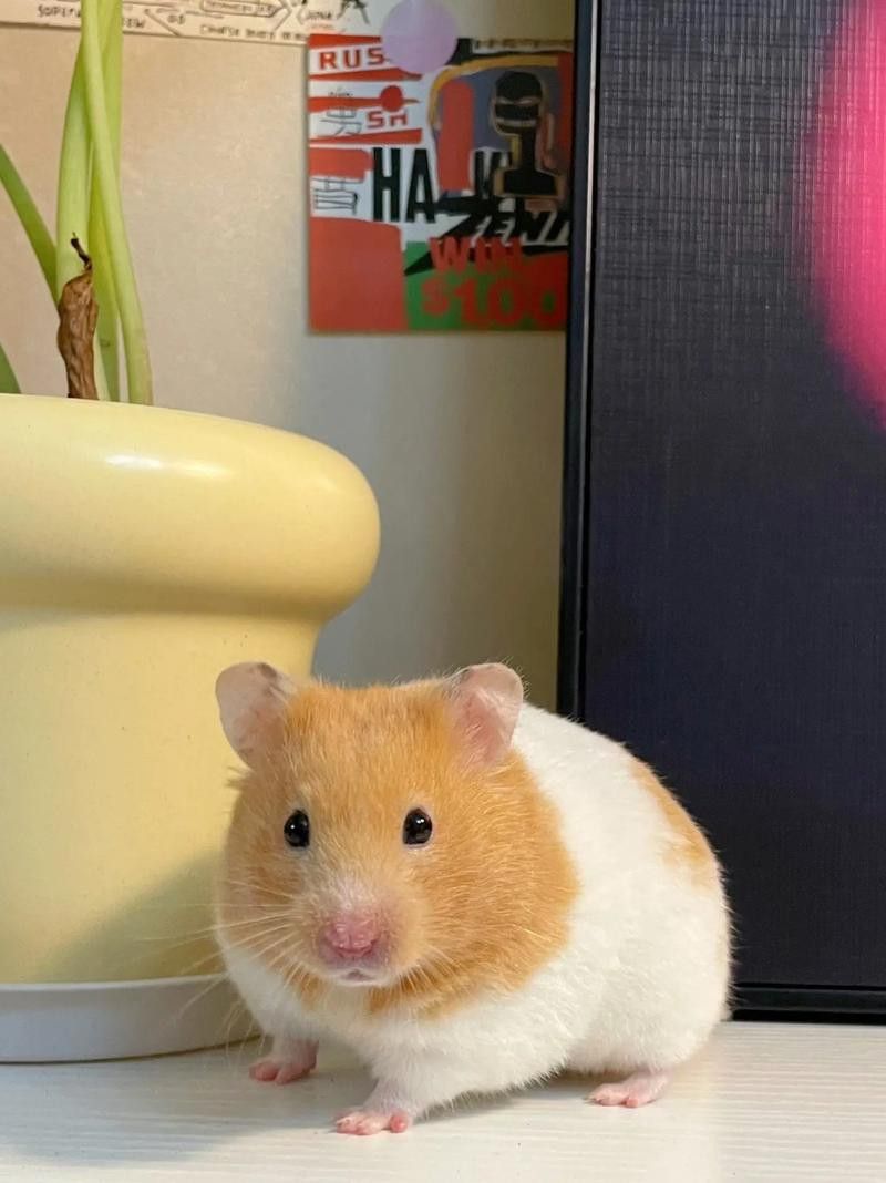 有哪些小型替代寵物？