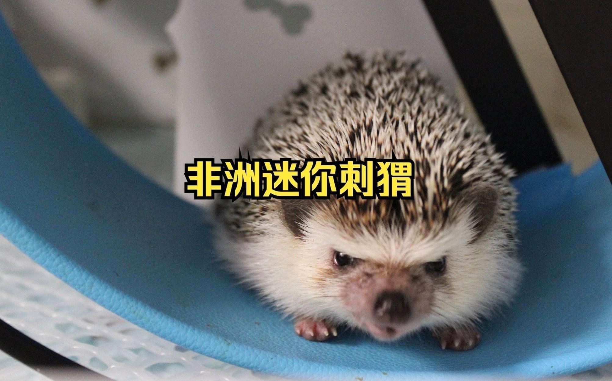 有哪些小型替代寵物？