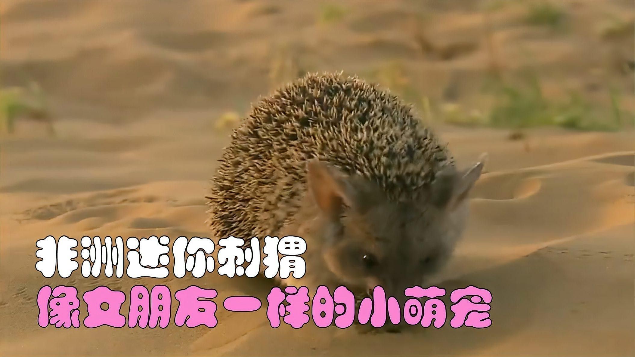有哪些小型替代寵物？