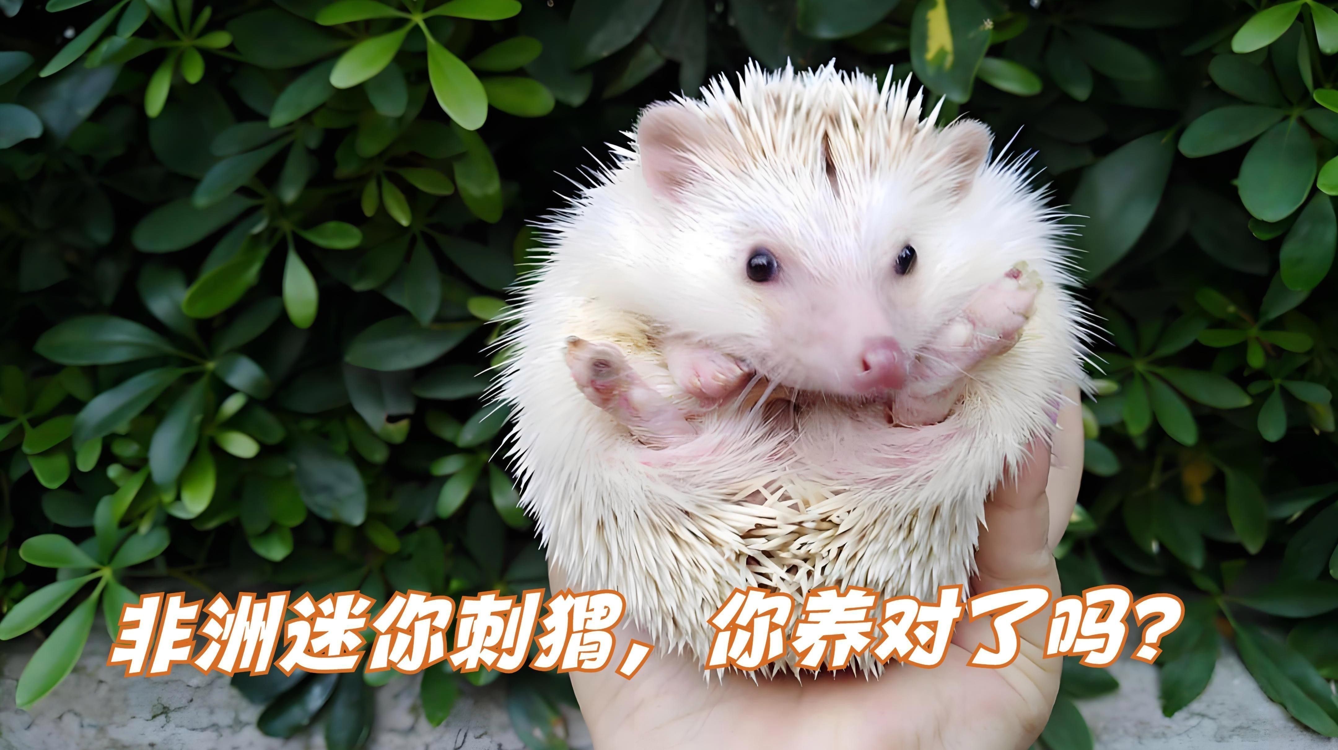 有哪些小型替代寵物？