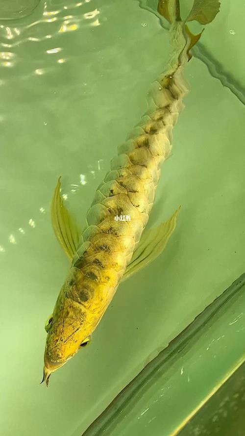 高清金龍魚圖片大全大圖 手機壁紙可愛 龍魚百科 第25張 高清金龍魚圖片大全大圖 手機壁紙可愛 高清金龍魚圖片大全大圖 手機壁紙可愛 龍魚百科 第25張