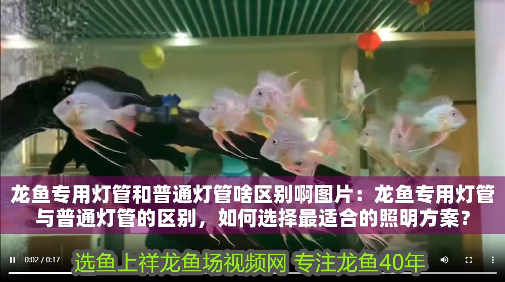 龍魚(yú)專(zhuān)用燈管和普通燈管啥區(qū)別啊圖片：龍魚(yú)專(zhuān)用燈管與普通燈管的區(qū)別，如何選擇最適合的照明方案？