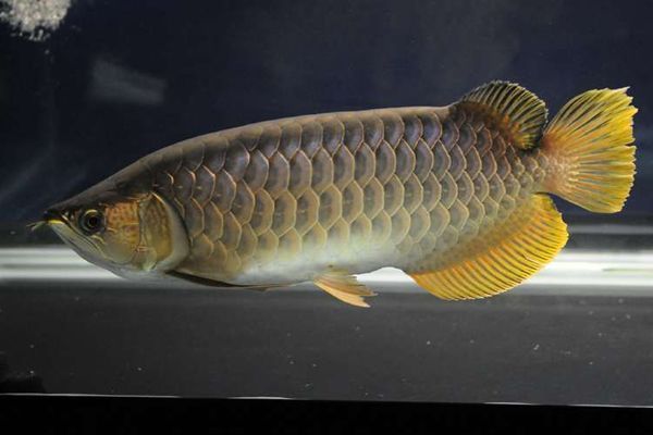 金龍魚疾?。航瘕堲~常見疾病及其成因