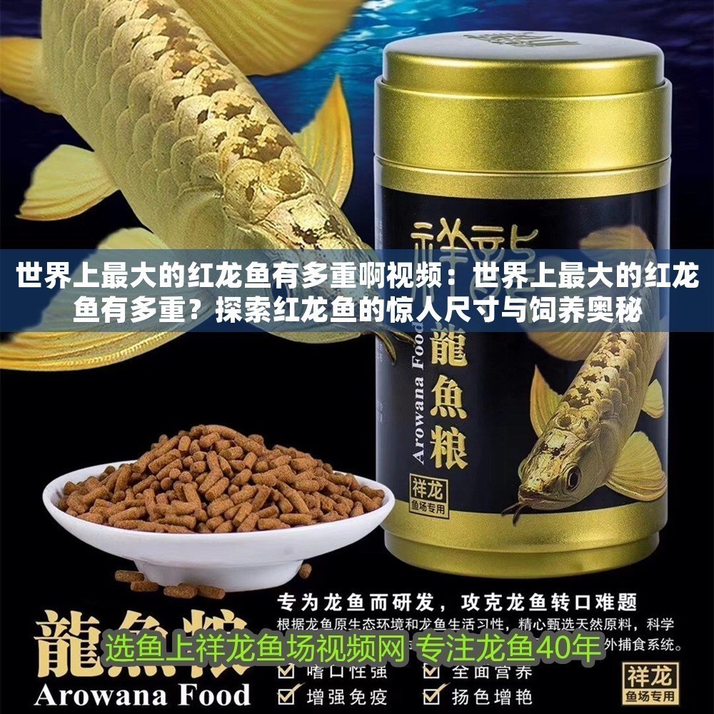 世界上最大的紅龍魚有多重啊視頻：世界上最大的紅龍魚有多重？探索紅龍魚的驚人尺寸與飼養奧秘